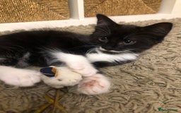 Mixed Breed cats for sale: siamese x siberian tuxedo kittens - Advert 7