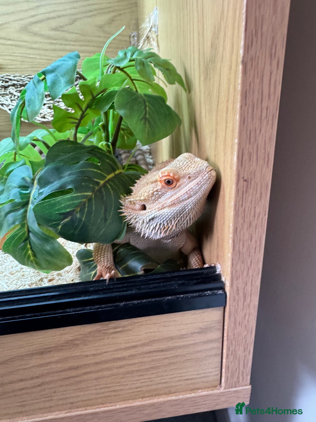 Bearded Dragon reptiles for sale: 18 month Male bearded dragon  - Advert 8