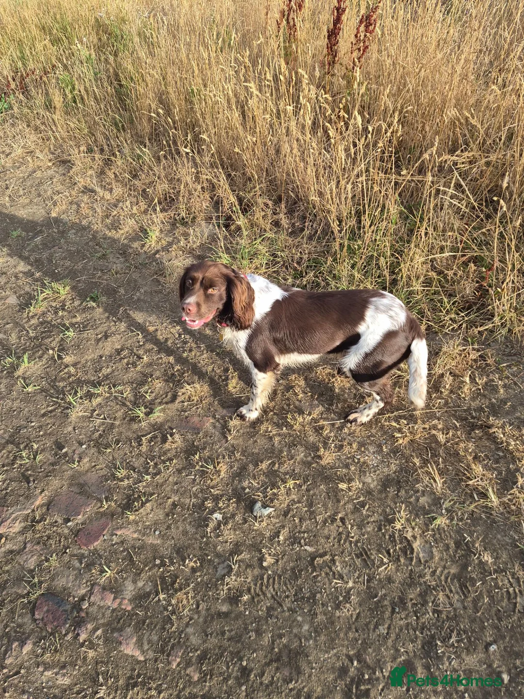 English Springer Spaniel dogs for stud: Springer for stud - Advert 1