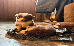 Border Collie dogs for sale: Working chocolate border collies  - Image 3