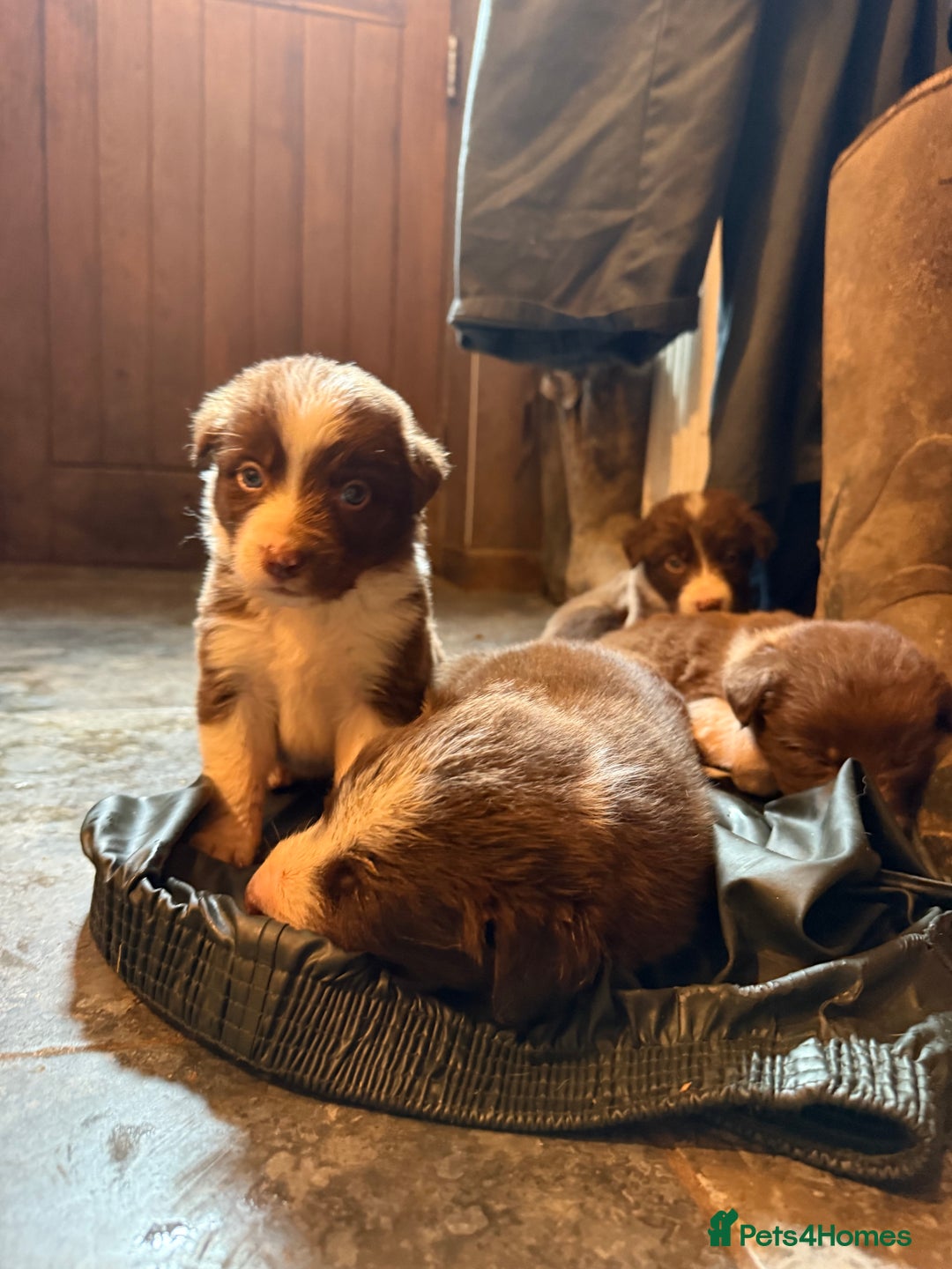 Border Collie dogs for sale: Working chocolate border collies  - Image 3