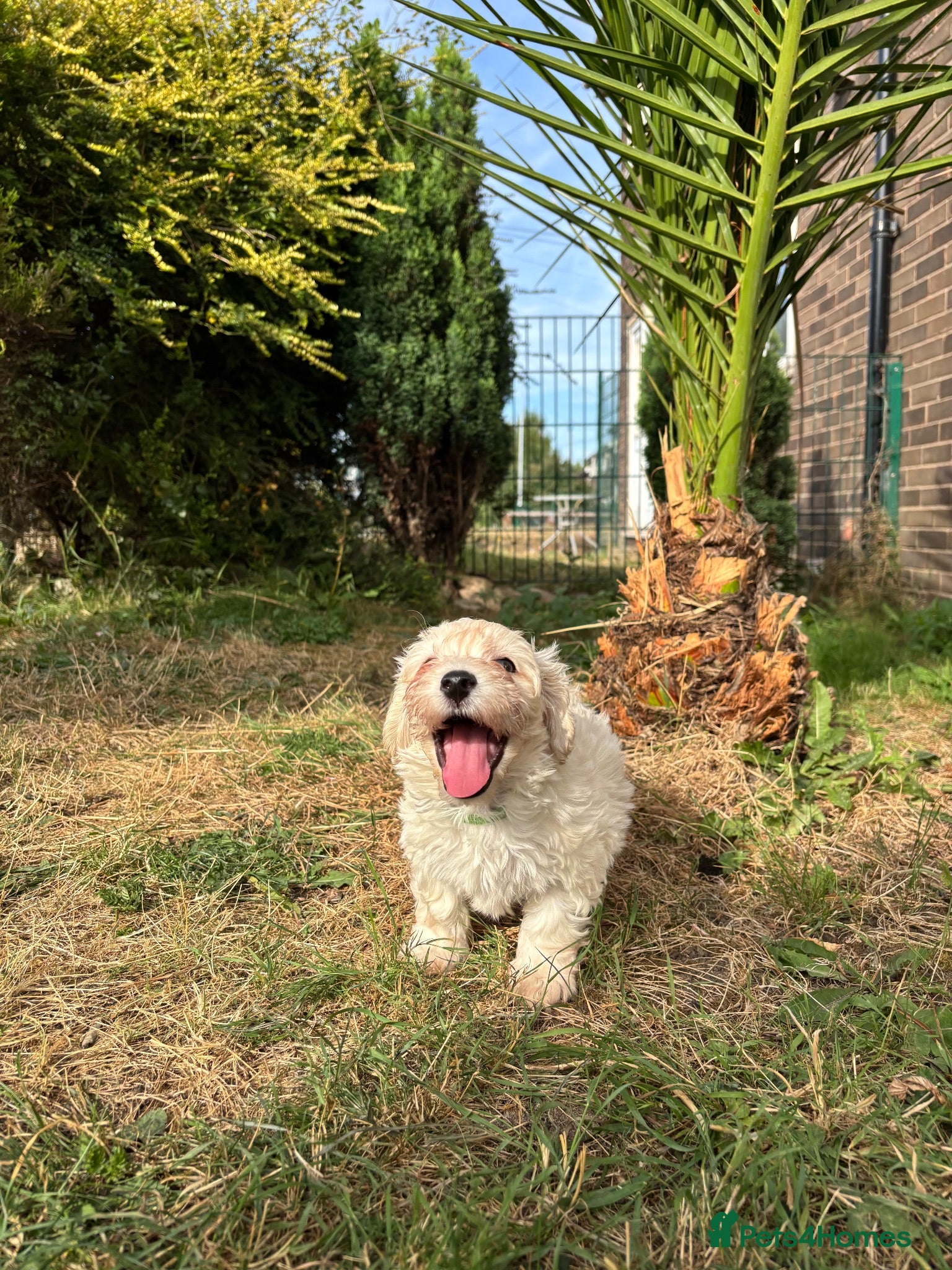 Maltipoo dogs 🐾 Gorgeous Maltipoo Puppies 🐾 - Advert 2