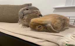 Mini Lop rabbits for sale: Male and female Bonded Mini Lops❤️ - Image 3