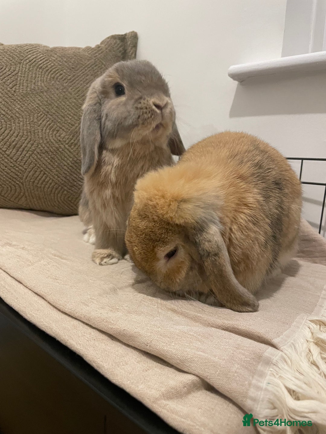 Mini Lop rabbits for sale: Male and female Bonded Mini Lops❤️ - Image 3