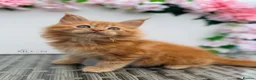 Maine Coon cats for sale: Ready now, Registered Maine Coon kittens - Advert 8