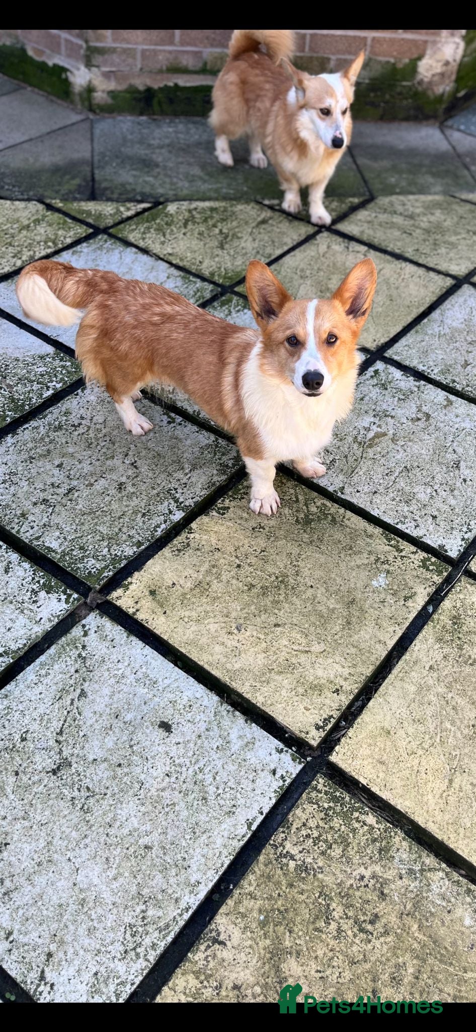 Welsh Corgi Pembroke dogs 2 kc registered corgis  - Advert 5