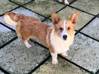 Welsh Corgi Pembroke dogs 2 kc registered corgis - Advert 5