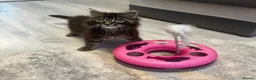 Maine Coon cats for sale: Pedigree Maine Coon Male Kitten - Advert 7