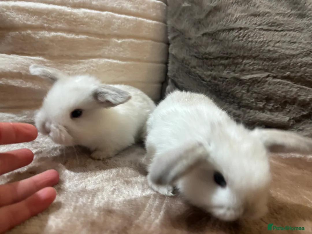 Mini Lop rabbits for sale: Pure Breed Mini Lop Butterfly new born bunnies  - Advert 30