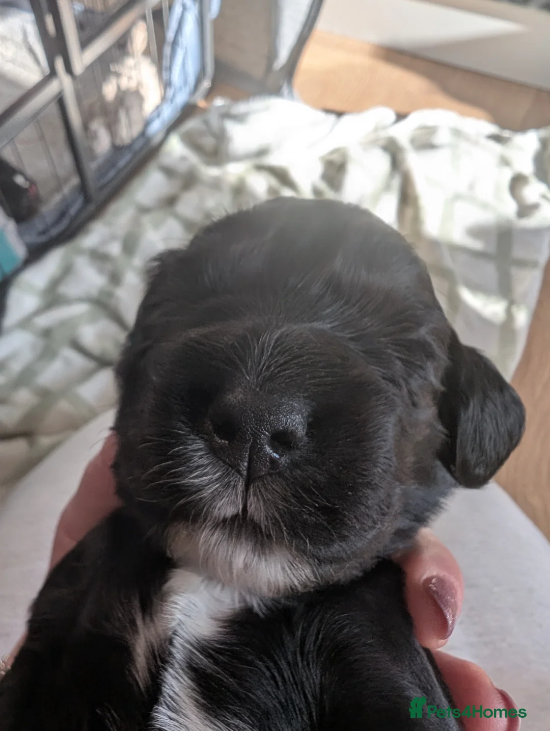Cockapoo dogs for sale: Beautiful little of 5 Cockerpoos - Advert 28