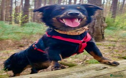 Border Collie dogs for adoption: Dolly: The Dog Who Crawled Out of the Darkness - Image 3