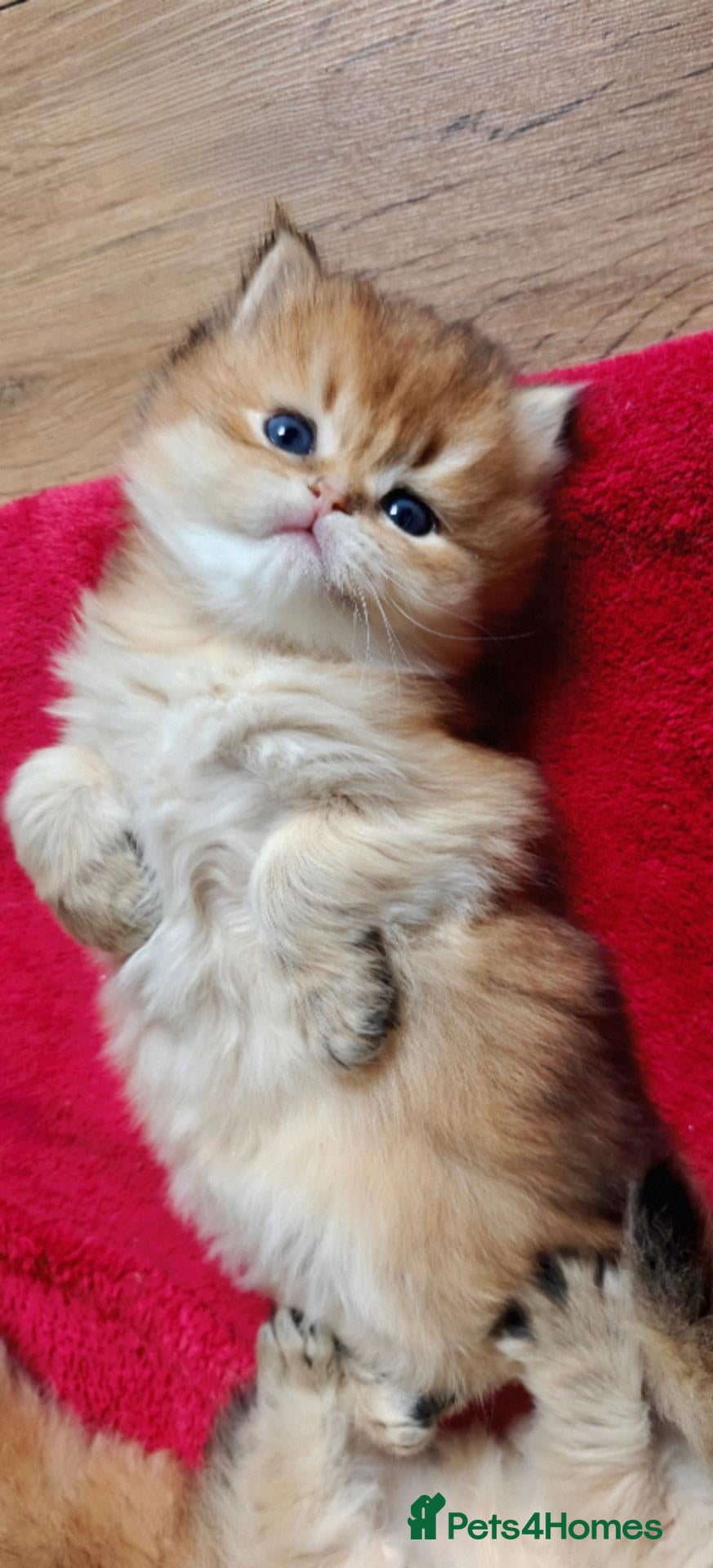 British Longhair cats for sale: British angels 😇🐾 - Advert 18