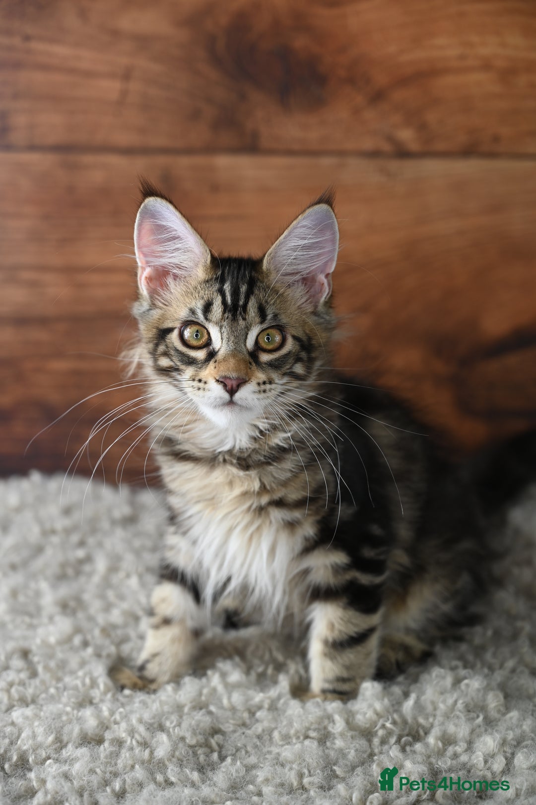 Maine Coon cats for sale: 👑 6 Majestic, health tested Kittens- TICA reg 🧬 - Image 5