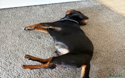 Dachshund dogs for sale: Dachshund Black and Tan  - Image 3