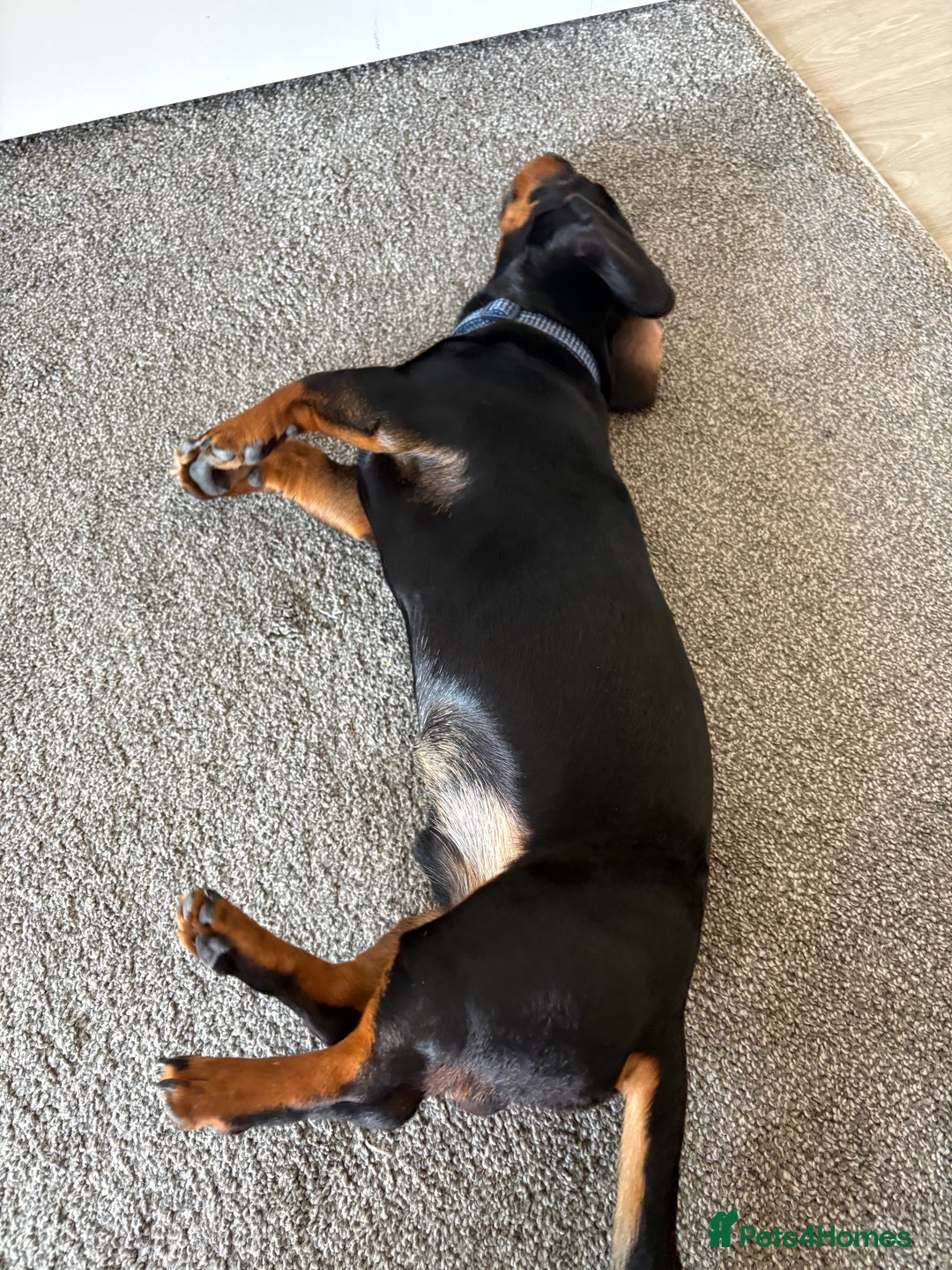 Dachshund dogs for sale: Dachshund Black and Tan  - Image 3