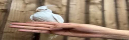 Mixed Breed birds for sale: Baby cocktails  - Advert 8