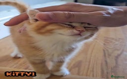British Shorthair cats for sale: Adorable Kittens Ready For Reservation  - Image 31