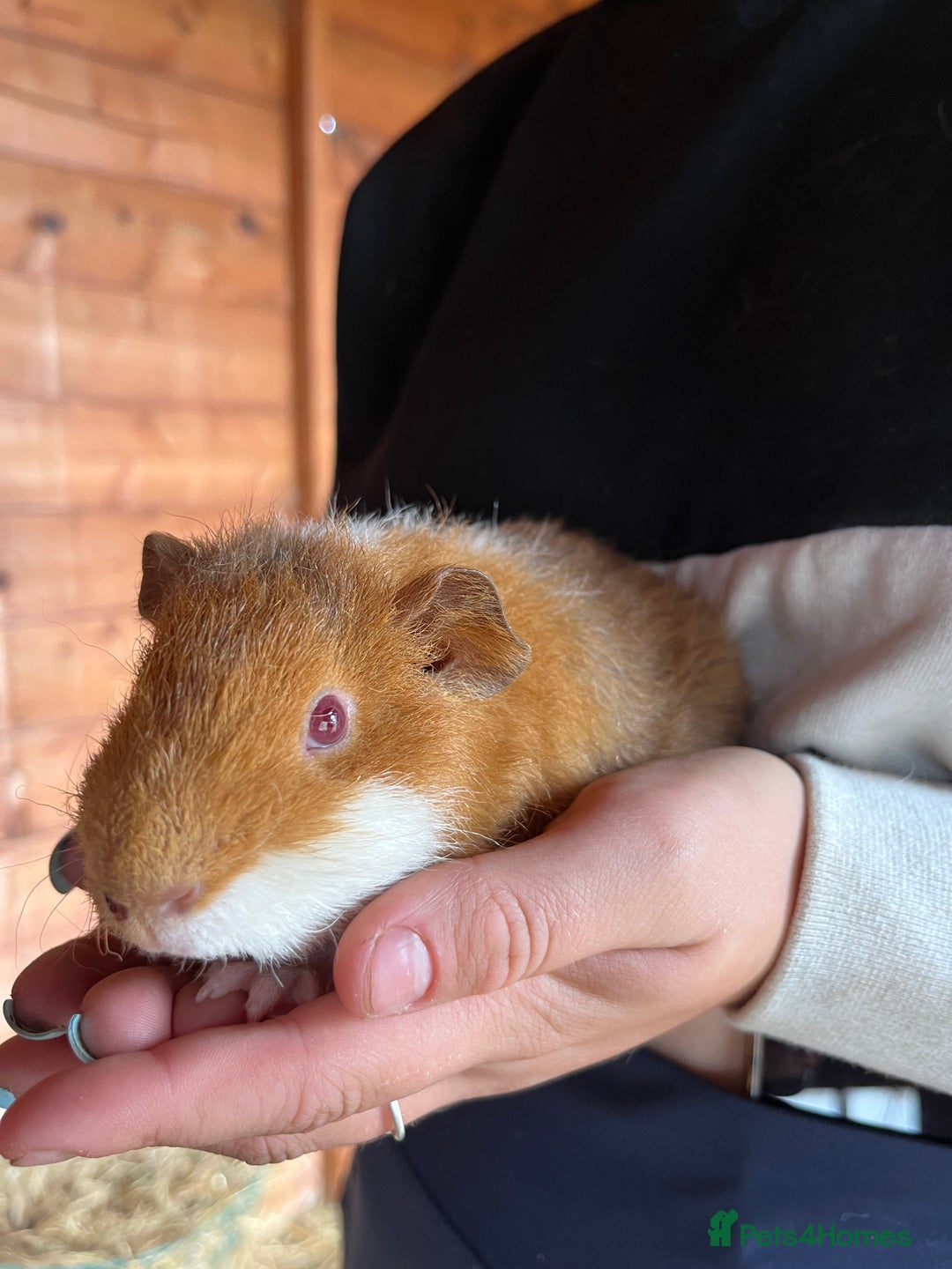 Guinea Pig rodents for sale: Gorgeous Rex baby boy guinea pigs  - Image 10