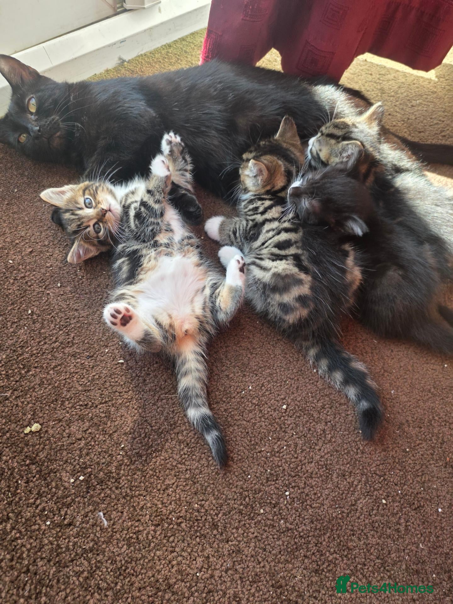 Mixed Breed cats Tabby Kittens Looking  for Their Forever Homes  - Advert 1