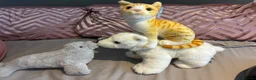 Mixed Breed cats for sale: Baby Cat - Advert 3