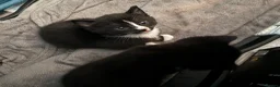 Domestic Shorthair cats for sale: Kitten for sale - Advert 3