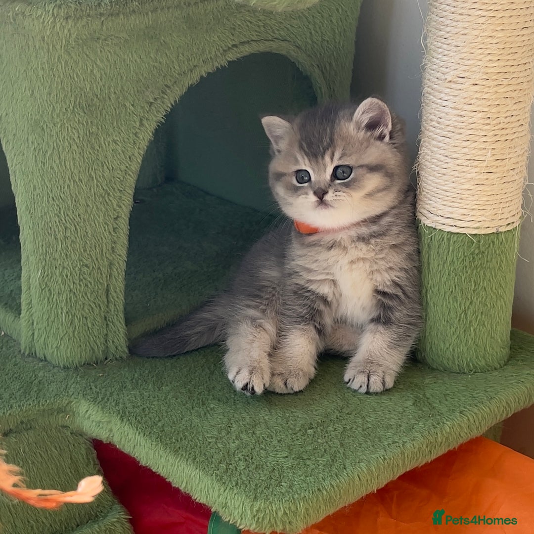 British Shorthair cats for sale: 3 GCCF British Shorthair Kittens– Champion Lines - Image 20