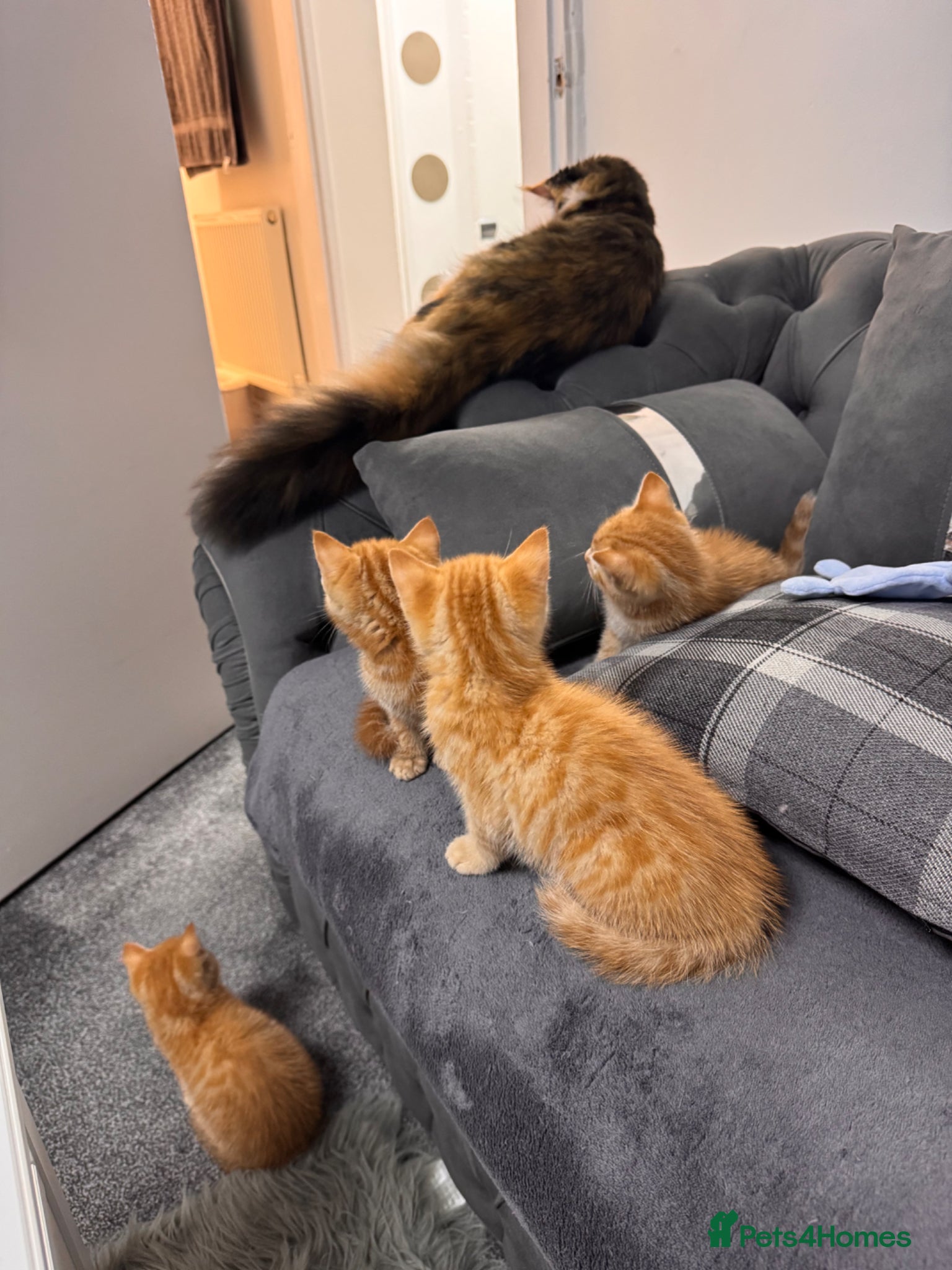 Mixed Breed cats Four gorgeous ginger kittens - Advert 1