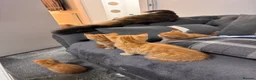 Mixed Breed cats for sale: Four gorgeous ginger kittens - Advert 1