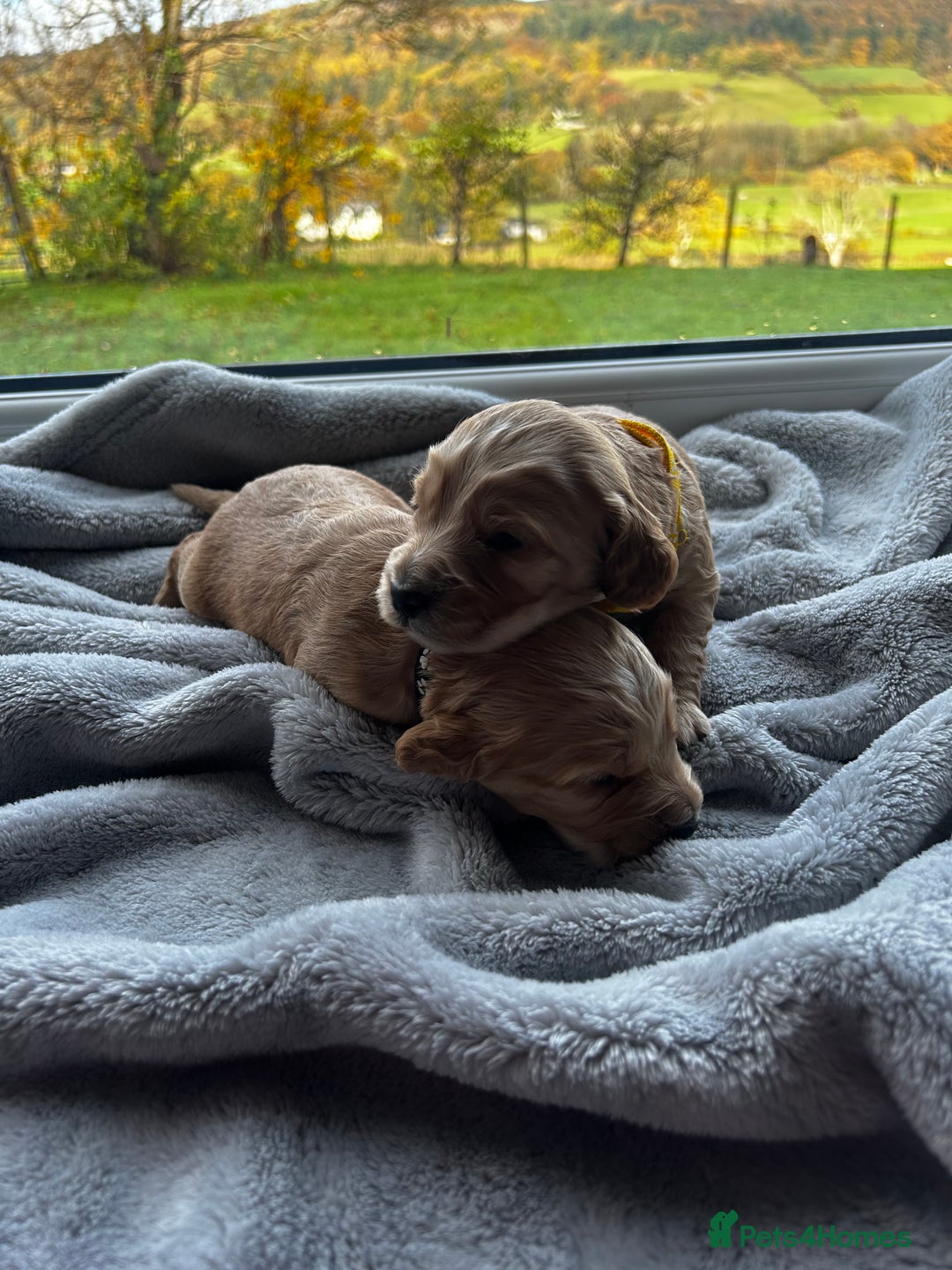 Cocker Spaniel dogs for sale: ✨ Cuddles Await from our Cocker Spaniel Pups  - Image 16