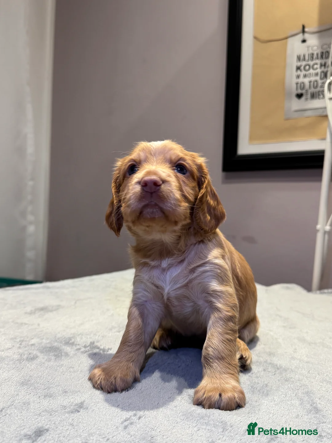 Cocker Spaniel dogs for sale: Adorable cocker spaniel puppies - Advert 11
