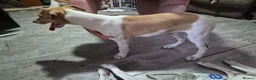 Lurcher dogs for sale: Last handsome Male lurcher puppy - Advert 6