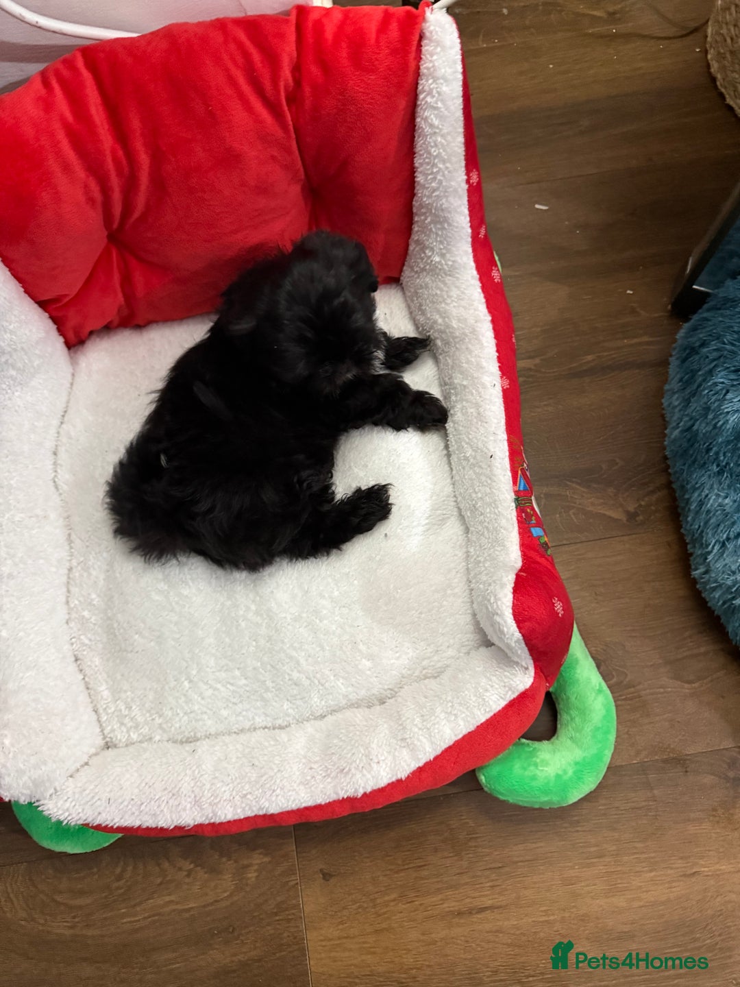 Shih Tzu dogs for sale: Black Shih Tzu puppy for sale  - Advert 2