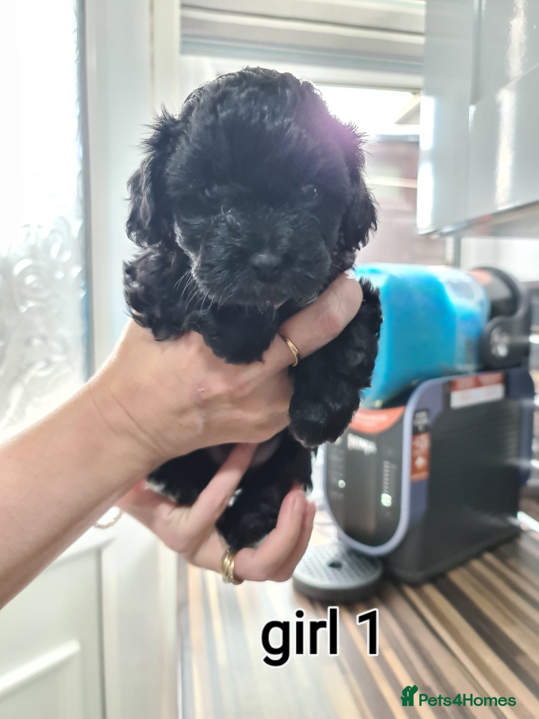 Shihpoo dogs for sale: Absolutely stunning F1 shihpoo puppies  - Image 5