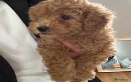 Toy Poodle dogs for sale: Gorgeous KC Toy Poodles  - Image 11