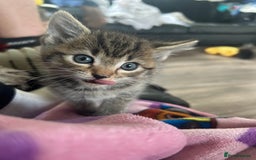 Ragdoll cats for sale: Ragdoll x Bengal  - Image 7