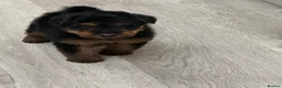Welsh Terrier dogs for sale: Beautiful Welsh terrier puppies  - Advert 27