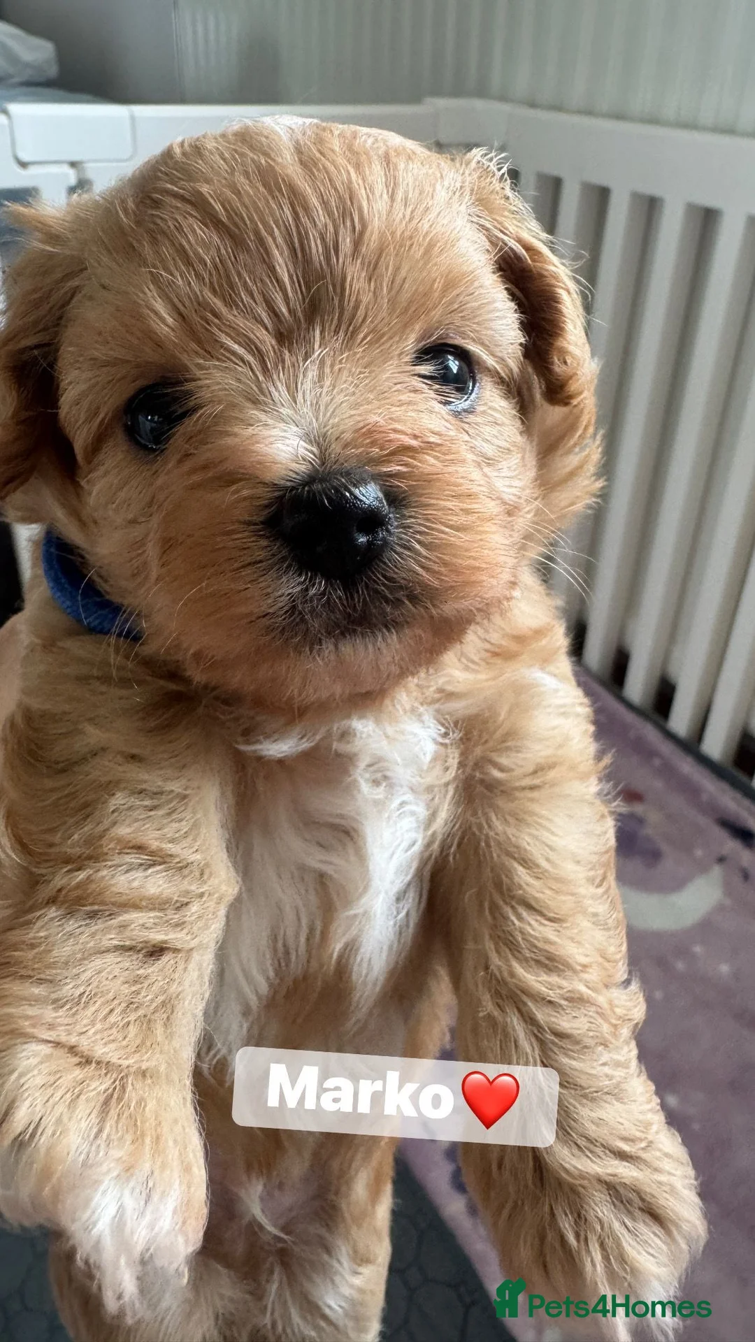 Maltipoo dogs for sale: Exceptional F1 Maltipoo puppies - Advert 1