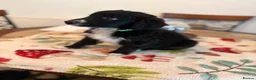 Mixed Breed dogs for sale: Bordoodles ready for there forever homes. - Advert 3