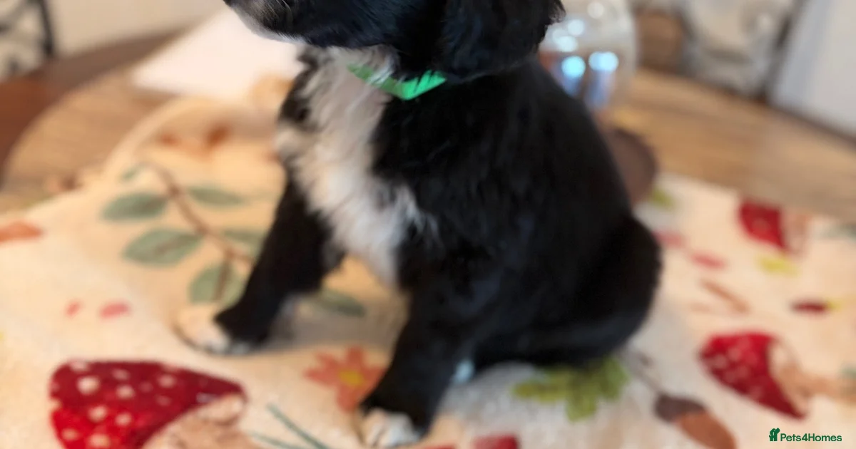 Light Cocckapoo Bordoodles ready for there forever homes. for sale in Stoke-on-Trent ...