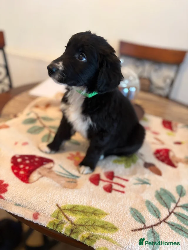 Light Cocckapoo Bordoodles ready for there forever homes. for sale in Stoke-on-Trent ...