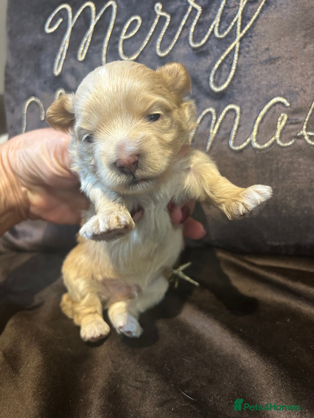 Maltipoo dogs for sale: Teeny tiny multipoos babies 🧸 - Advert 2