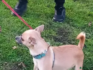 Chihuahua dogs barnsley - Advert 5