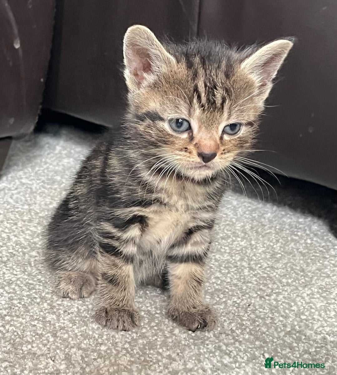 Mixed Breed cats for sale: Boy litter  - Image 4