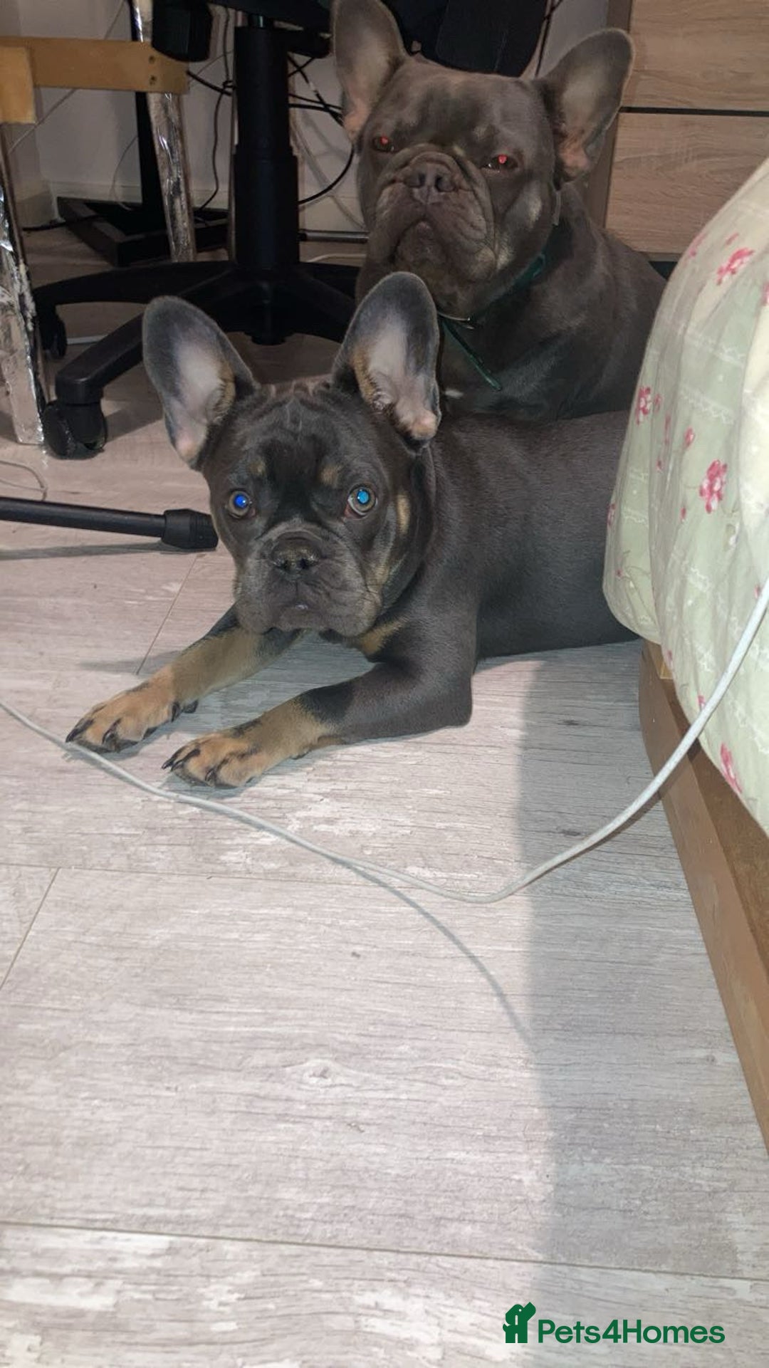 French Bulldog dogs for sale: French bull Dog (6months) - Advert 2