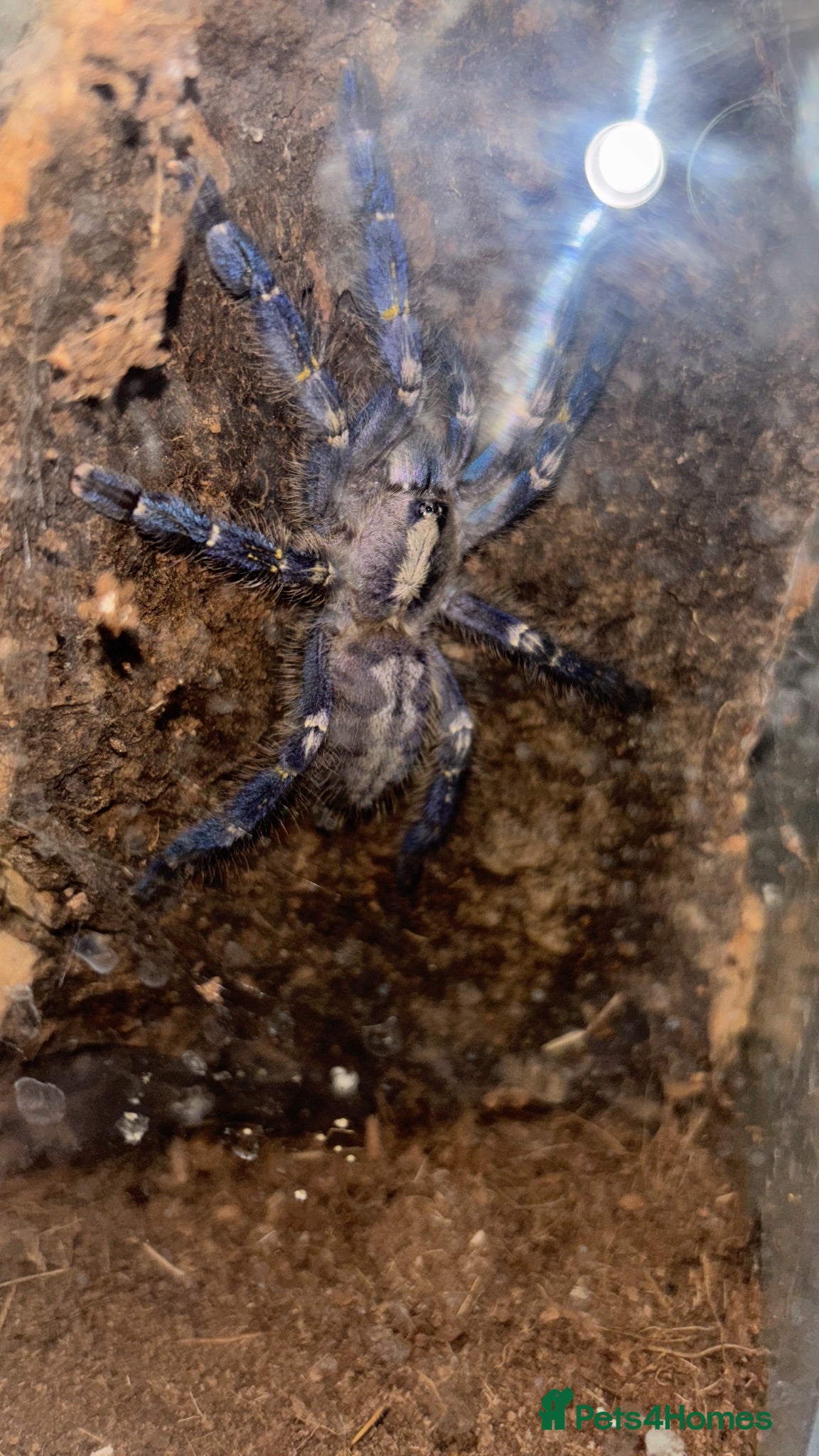 Tarantulas invertebrates P.Metallica Female - Advert 1
