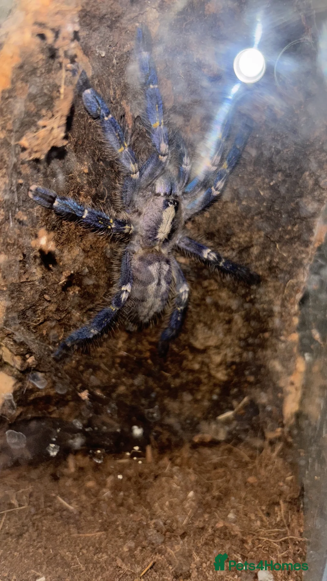 Tarantulas invertebrates for sale: P.Metallica Female - Advert 1
