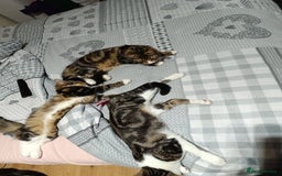 Siberian cats for sale: Siberian cross tabby kitten  - Image 3