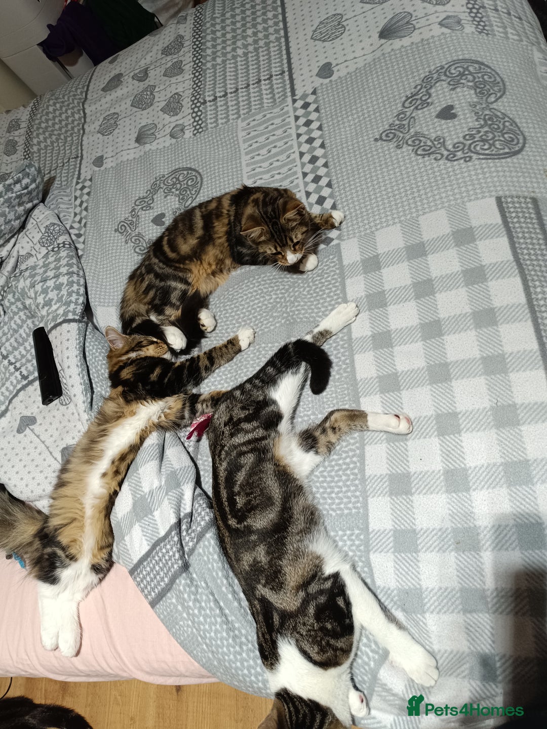 Siberian cats for sale: Siberian cross tabby kitten  - Image 3