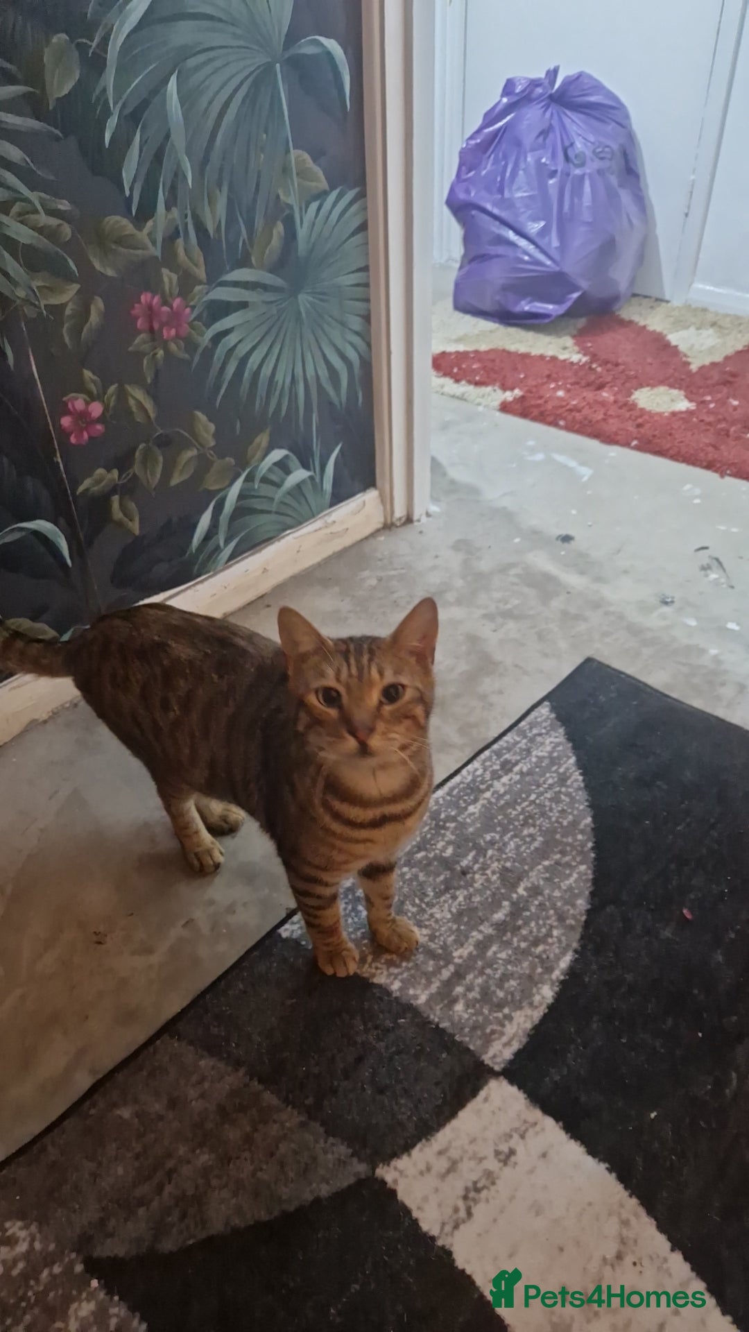 Mixed Breed cats for sale: Monster aged 2 - Advert 1