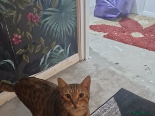 Mixed Breed cats Monster aged 2 - Advert 1